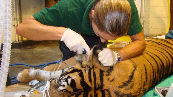 Vets at London Zoo give Raika the tiger a health-check.