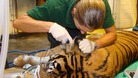 Vets at London Zoo give Raika the tiger a health-check.