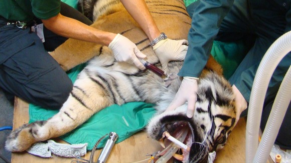 A blood sample is taken, while Raika is under anaesthetic.