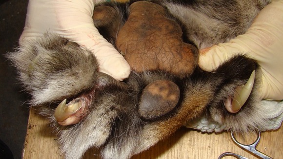 Vets inspect the tiger's paws.