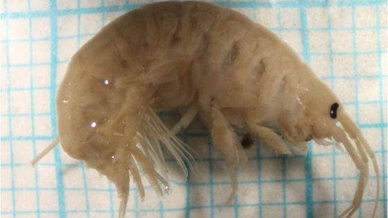   The shrimp, Dikerogammarus haemobaphes, which is a relative of the ‘killer shrimp’,