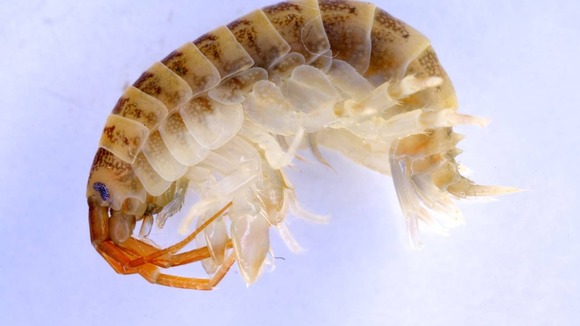 Killer shrimp, (Dikerogammarus villosus)