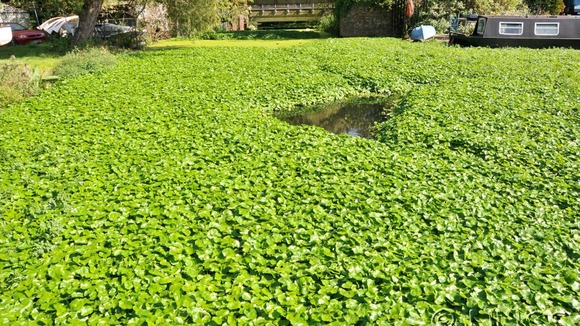 Floating Pennywort