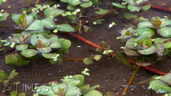 Water Primrose