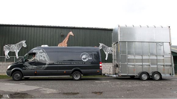 Staff watch as Giraffes Keisha and Harriet arrive at Blair Drummond Safari Park