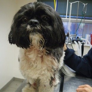 rspca shih tzu hebburn tyne tees itv news rspca shih tzu hebburn tyne tees itv news