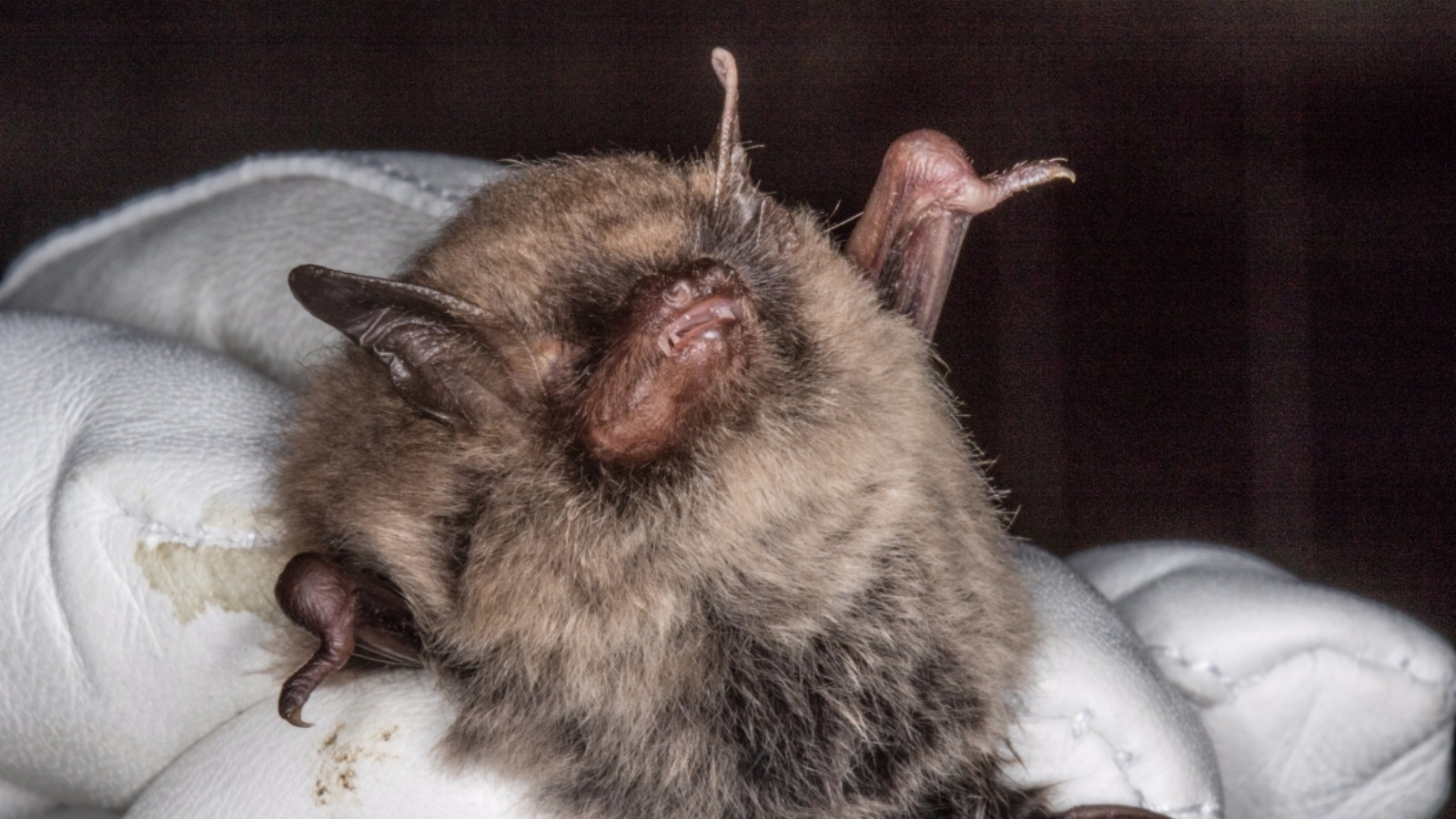 New species of bat found in Jersey Channel ITV News