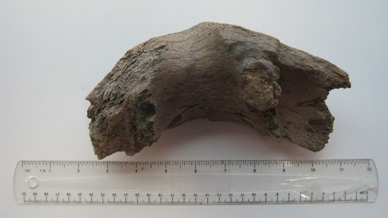 A mammoth's jaw bone found at Canary Wharf.