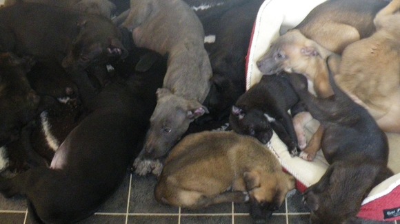 Some of the abandoned puppies