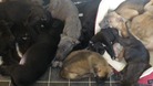 Some of the abandoned puppies