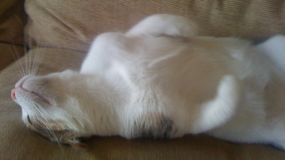 Omar Sharif enjoys a belly rub