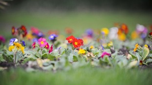 Primroses