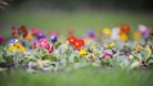 Primroses