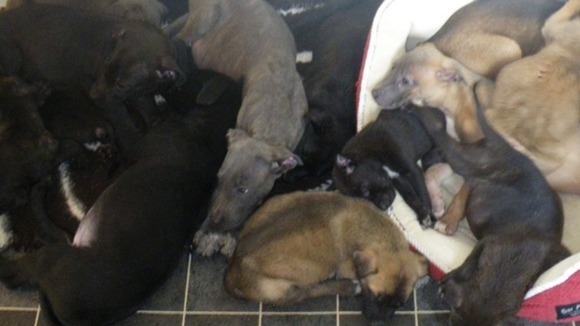 Some of the abandoned puppies