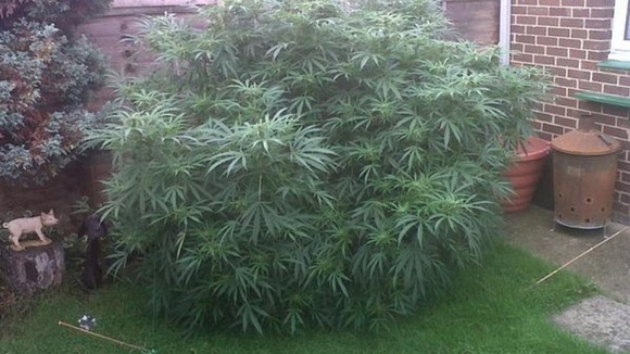 Cannabis plant