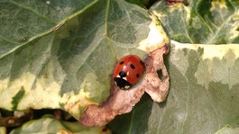 Ladybird weather 