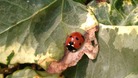 Ladybird weather 
