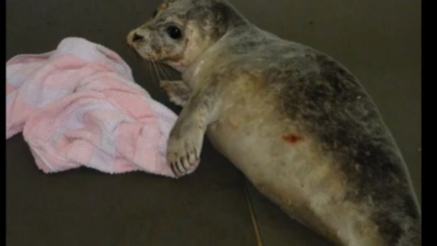 Injured seal