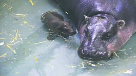 Georgia enjoys a dip with her mum Flora