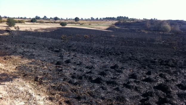 Ashdown forest