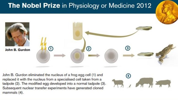 A graphic explaining Sir John Gurdon's Novel Prize-winning discovery