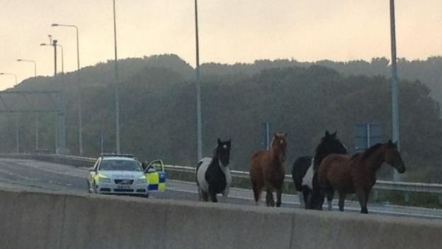 Police give chase to the horses.
