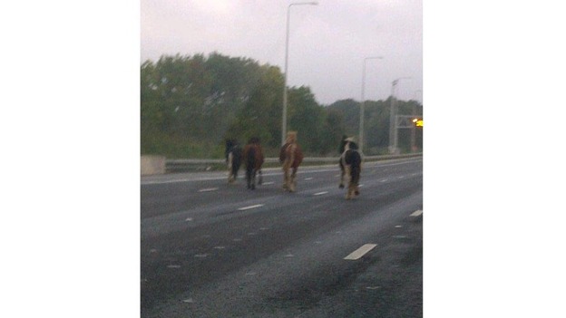 Four horses on the M25.