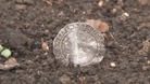 The 400 year old coin