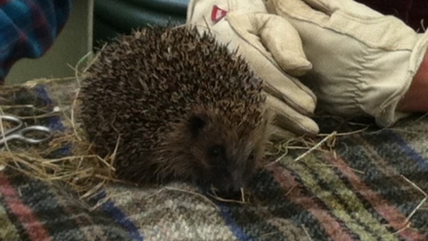 Hedgehog