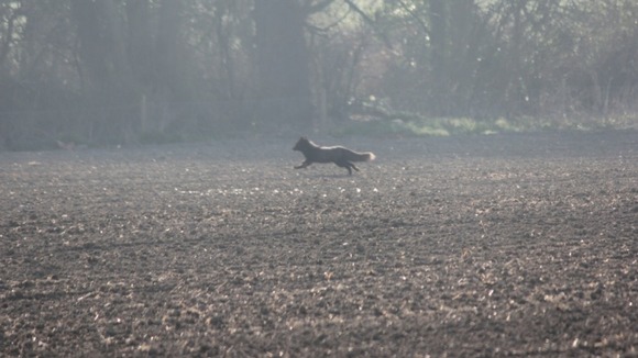 Black fox