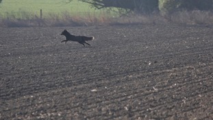 Black fox