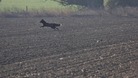 Black fox