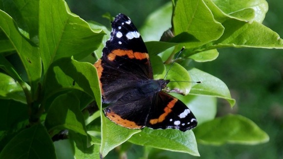 Butterfly