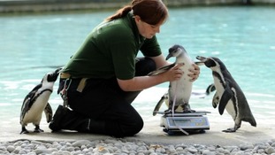 Library picture of penguins at London Zoo.
