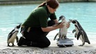Library picture of penguins at London Zoo.