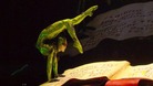 A contortionist performing in the new show.