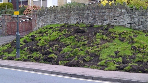 Boar damage