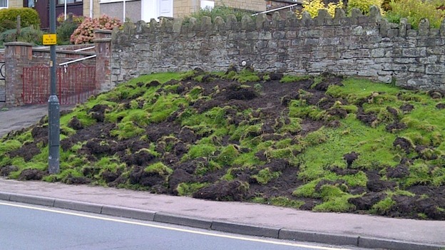 Boar damage