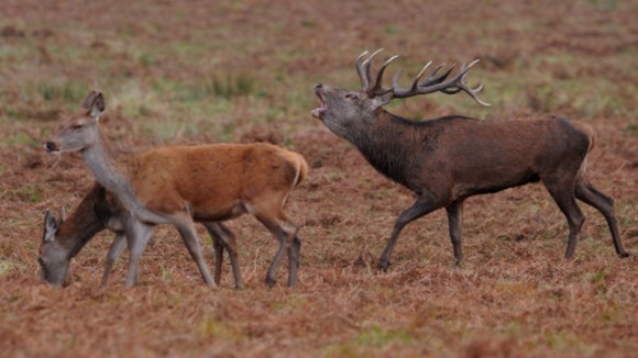 Bradgate Park