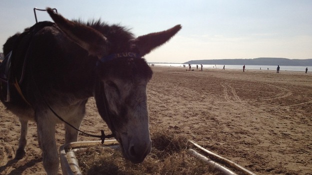 Donkey in Weston