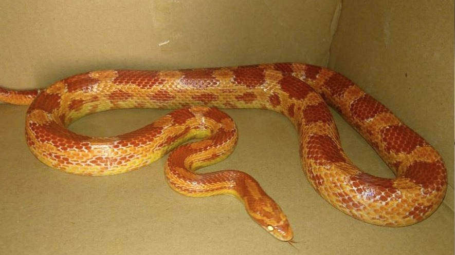 Anyone missing a snake? Unusual appeal by police in Bolton - ITV News