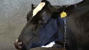Cow
