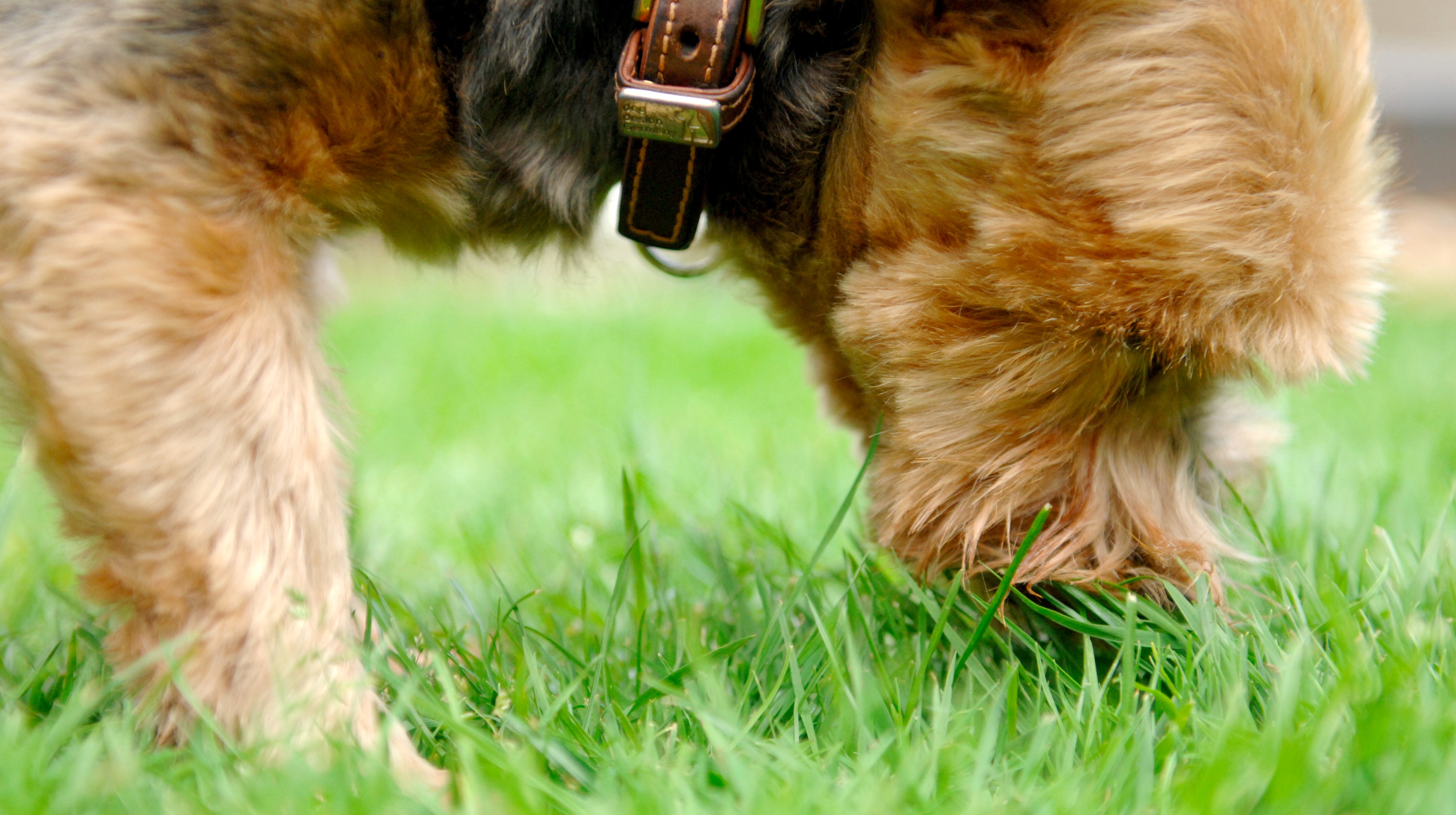 kidney disease in yorkies alabama rot how to spot the signs calendar itv news kidney disease in yorkies alabama rot how to spot the signs calendar itv news