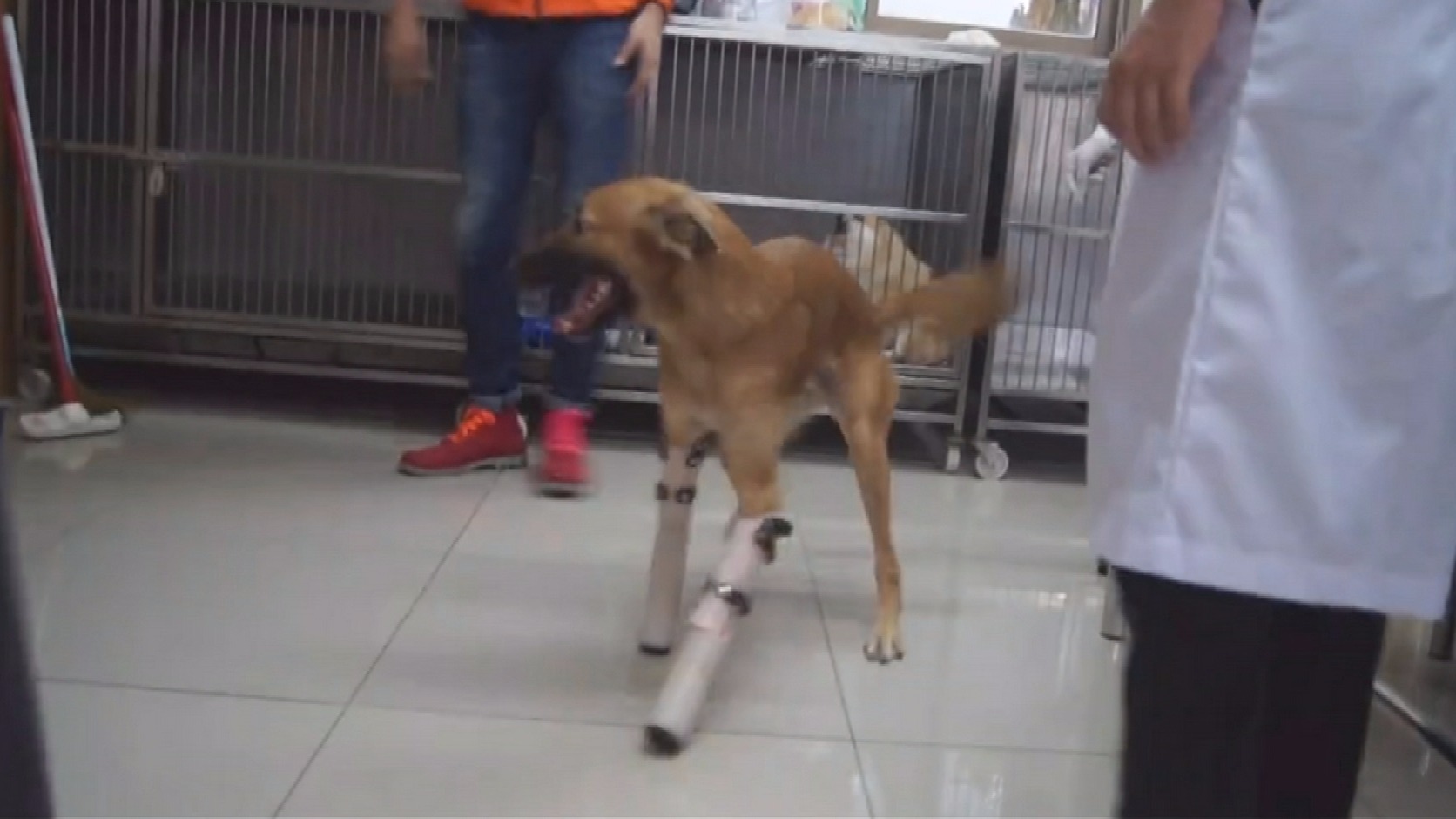 Dog who had legs cut off takes first steps on prosthetics ITV News