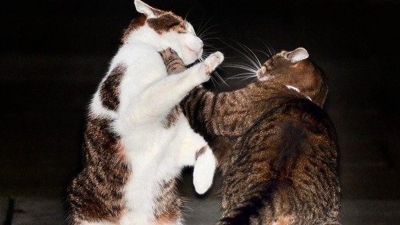 Larry and Freya scrap