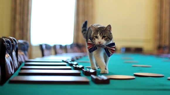 Larry the cat
