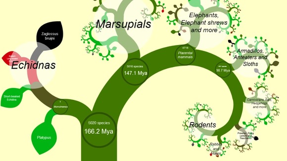 The OneZoom Open Tree of Life