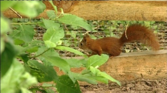 Red Squirrel