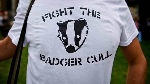 Protests over the badger cull