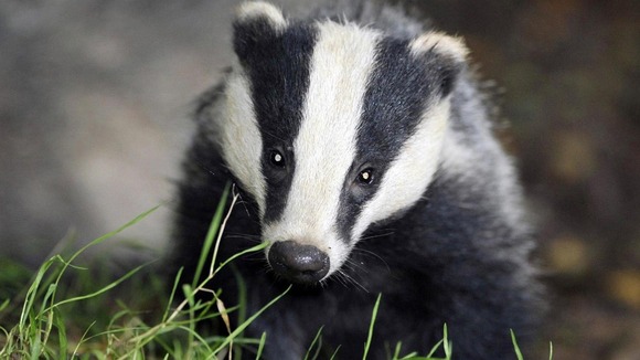 File photo of a badger
